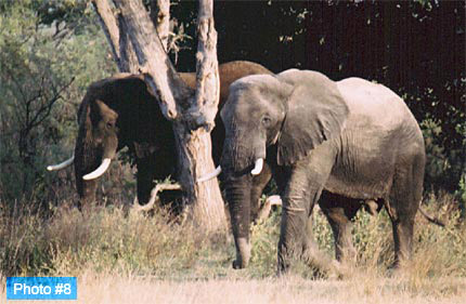 Available mounted on greeting cards. Email your order to orders@eglinpix.com.