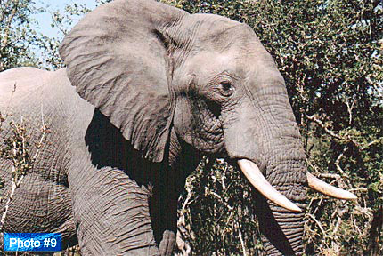 Available mounted on greeting cards. Email your order to orders@eglinpix.com.