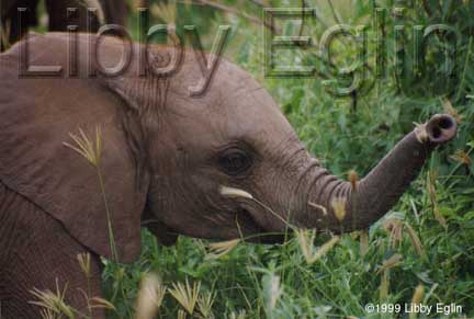 djungelskog elephant