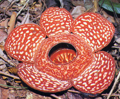 rafflesia.jpg